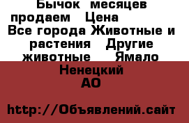 Бычок 6месяцев продаем › Цена ­ 20 000 - Все города Животные и растения » Другие животные   . Ямало-Ненецкий АО